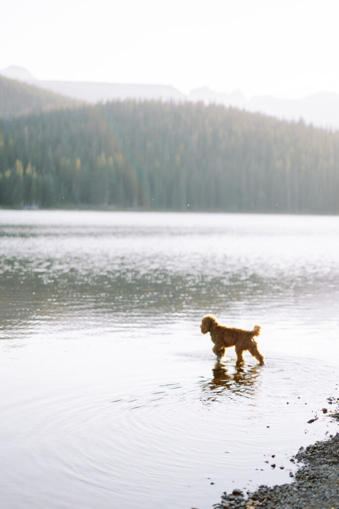 Dog enjoying mountain adventure at Brainard Lake photo session