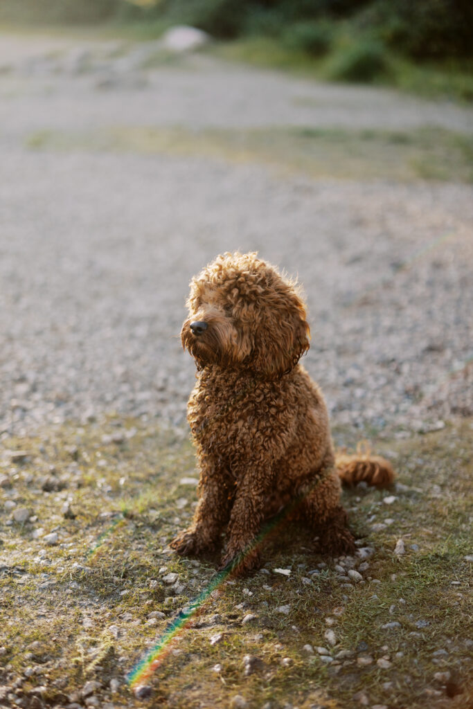 Dog sitting by the lake during a Colorado mountain photo session